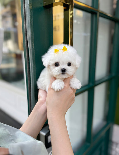 Teacup bichonfrise -Rora