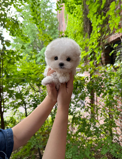 Teacup bichon frise - Mango