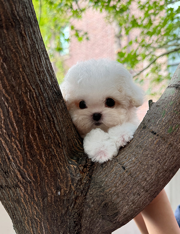 Teacup Bichonfrise -Chico