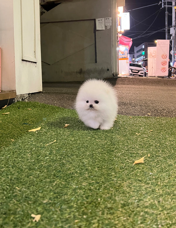 Tea cup Pomeranian-Tororo - I LOVE DOG MAIN