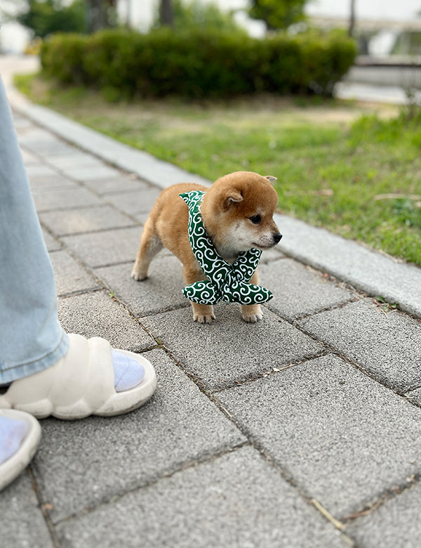 Shiba Inu - dang go - I LOVE DOG MAIN