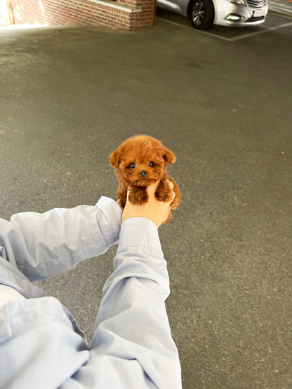 Tea cup Redpoodle - siro - I LOVE DOG MAIN