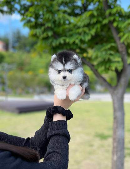 Teacup Pomsky -Shine - I LOVE DOG MAIN