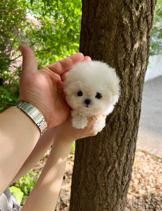 Teacup Bichonfrise - mati - I LOVE DOG MAIN