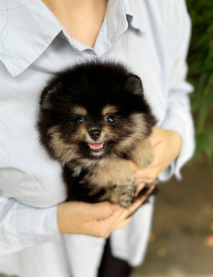 Teacup Blacktan pomeranian- Dongyi