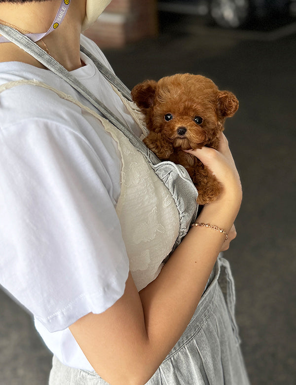 Teacup Toy poodle- lumi