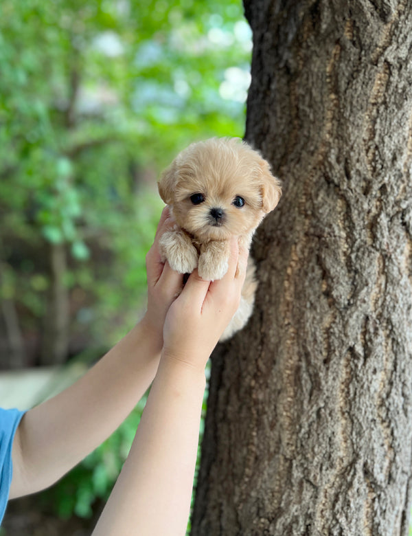 Tea cup Maltipoo-Diana - I LOVE DOG MAIN