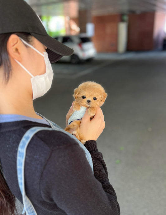 Teacup Maltipoo- Amu - I LOVE DOG MAIN