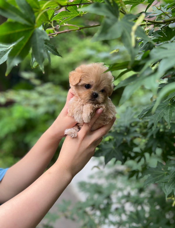 Tea cup Maltipoo-Diana - I LOVE DOG MAIN