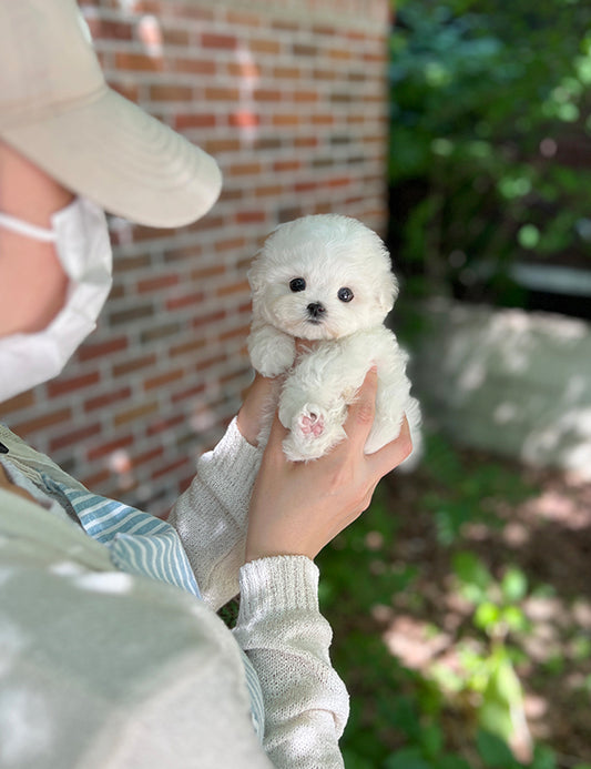 Teacup Bichonfrise -Bicky - I LOVE DOG MAIN