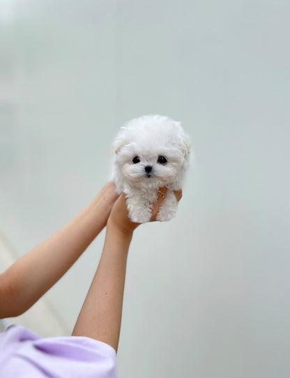 Teacup Bichonfrise - mati - I LOVE DOG MAIN