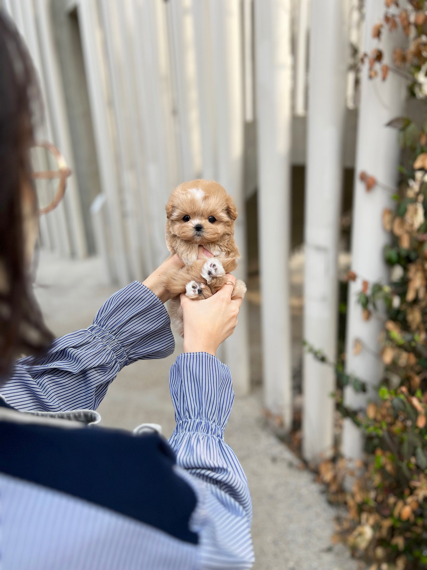 Tea cup maltipoo -Soda - I LOVE DOG MAIN