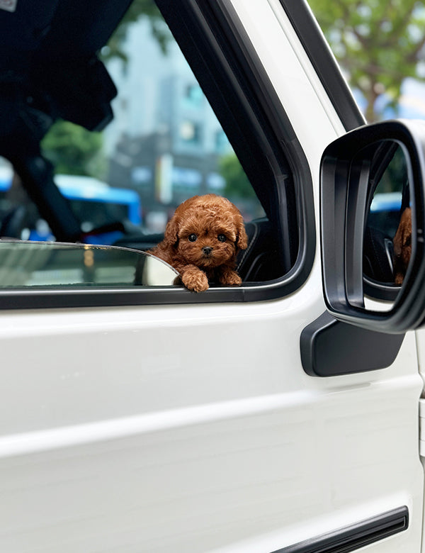 Teacup Redpoodle- Sora