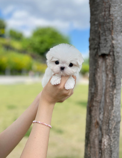 Teacup Maltese- Arin - I LOVE DOG MAIN