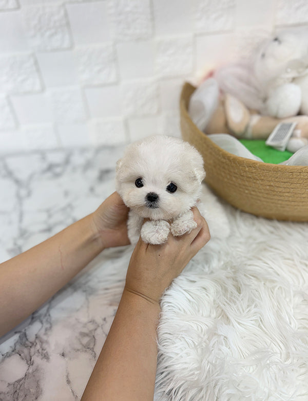 Teacup bichon frise - Mango