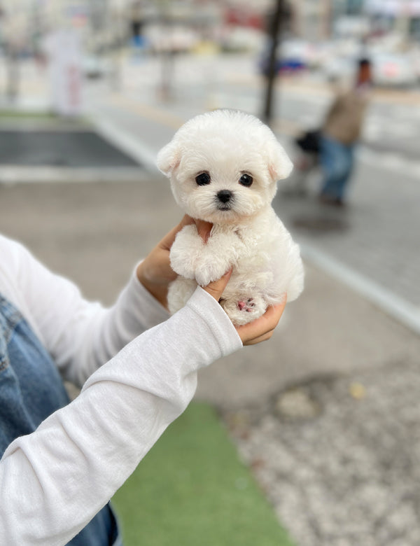 Tea cup Bichonfrise -Riri - I LOVE DOG MAIN