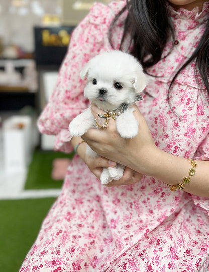 Tea cup Maltese- Snoopy - I LOVE DOG MAIN