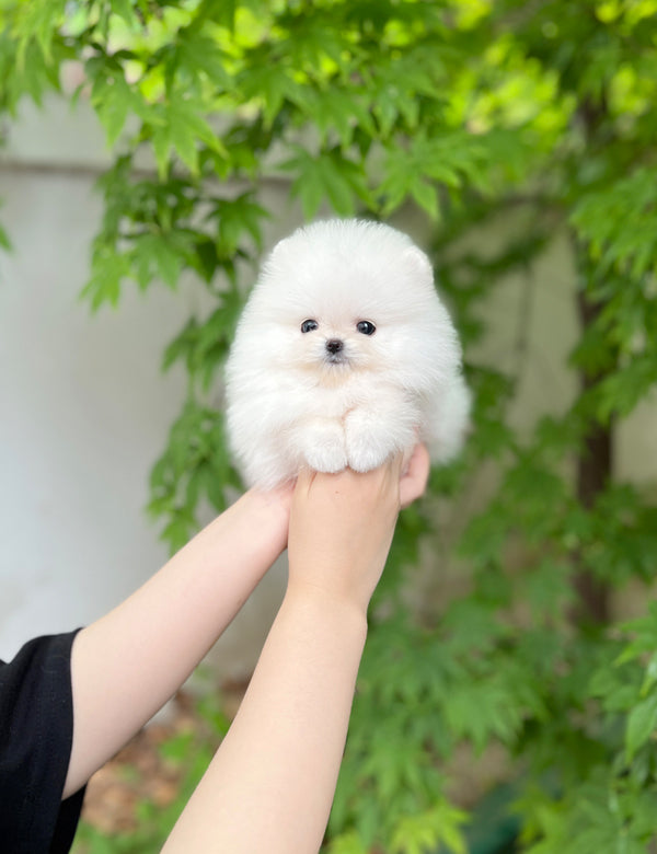 Tea cup Pomeranian-Kuya - I LOVE DOG MAIN