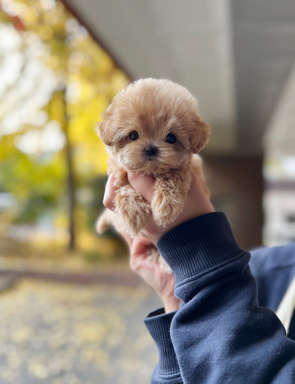 Tea cup Maltipoo-Mumu - I LOVE DOG MAIN