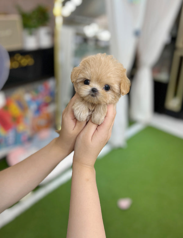 Tea cup Maltipoo-Diana - I LOVE DOG MAIN