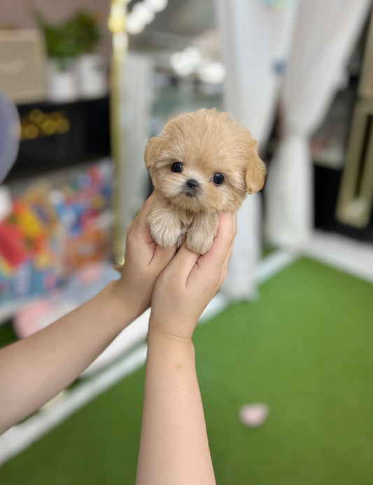 Tea cup Maltipoo-Diana - I LOVE DOG MAIN