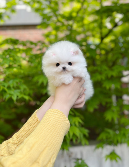 Tea cup Pomeranian-Dasom - I LOVE DOG MAIN