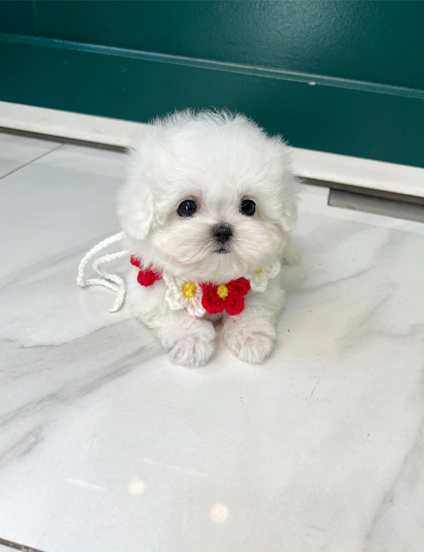 Teacup Bichonfrise -Cozy - I LOVE DOG MAIN