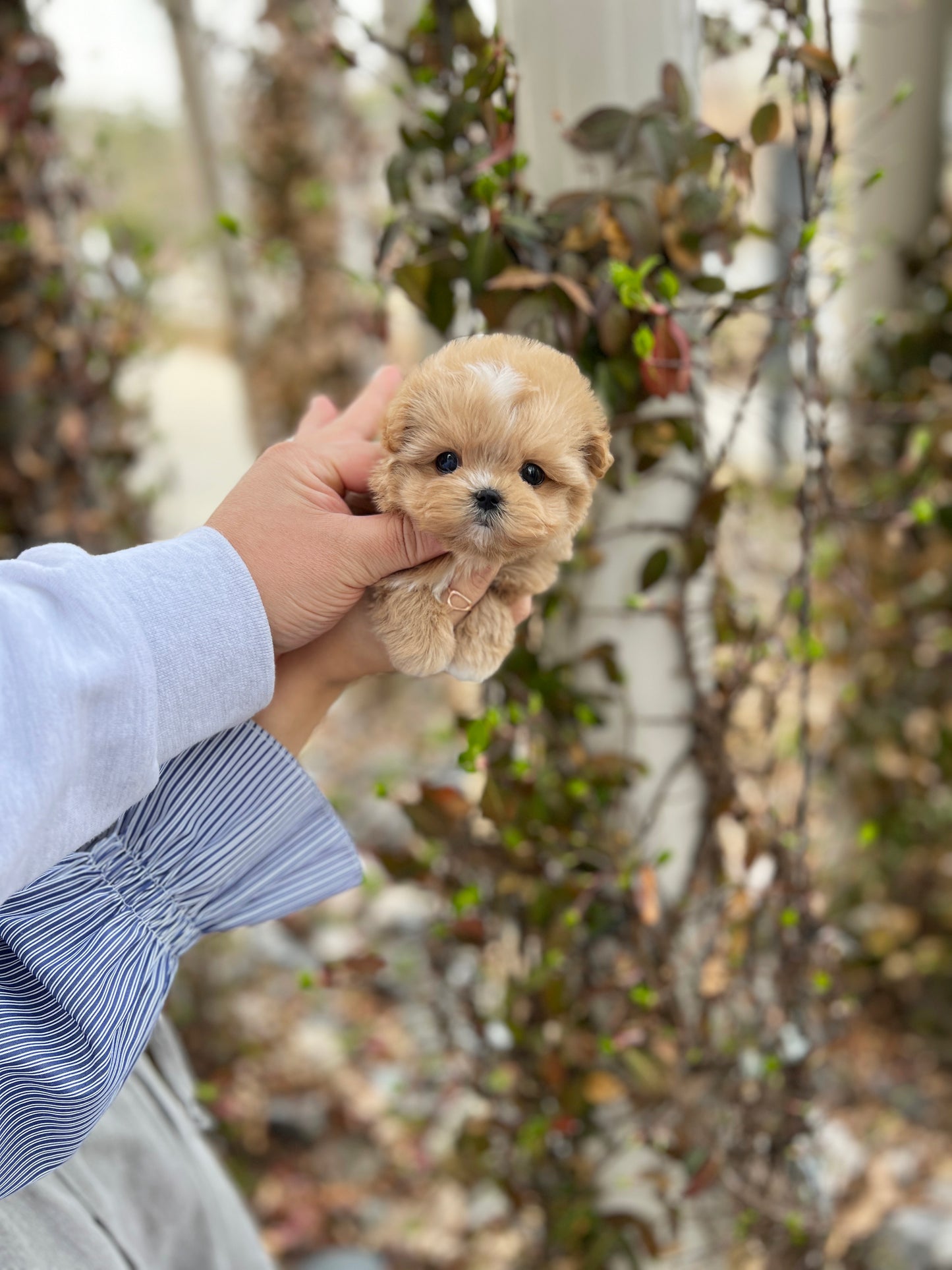 Tea cup maltipoo -Soda - I LOVE DOG MAIN