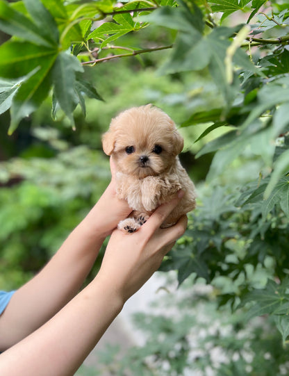 Tea cup Maltipoo-Diana - I LOVE DOG MAIN