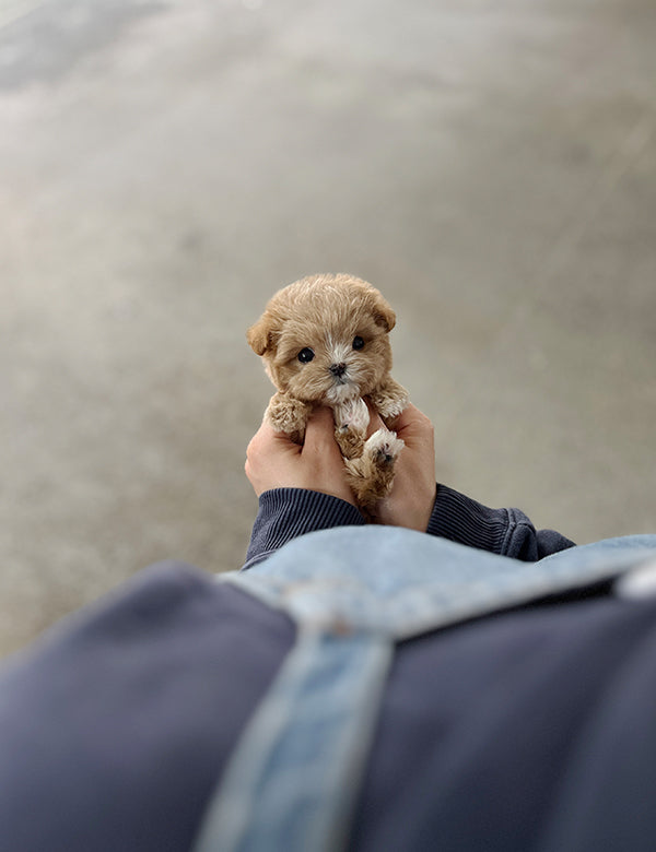 Teacup Maltipoo- Morry - I LOVE DOG MAIN