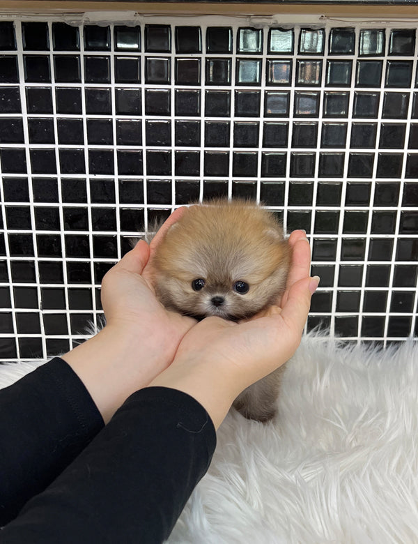 Tea cup Sable pomeranian- Raccon - I LOVE DOG MAIN