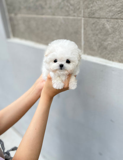 Teacup Bichonfrise - mati - I LOVE DOG MAIN