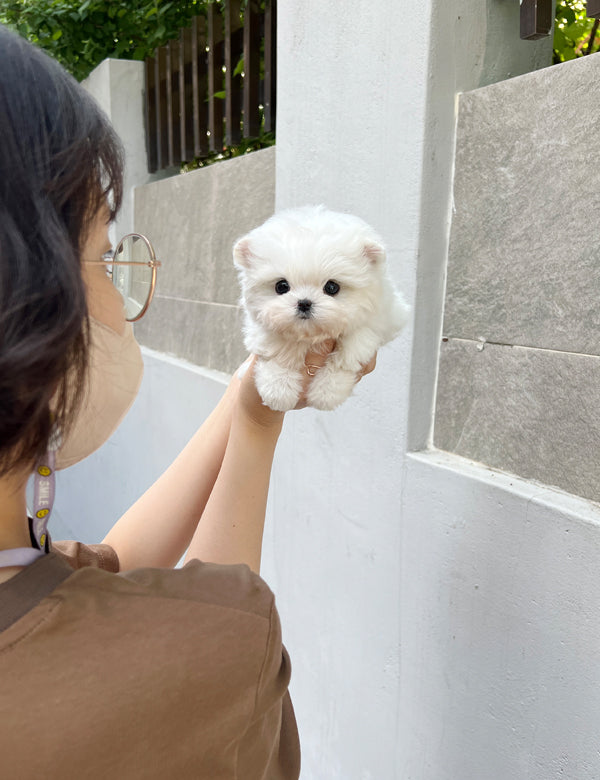 Tea cup Maltese - Puring - I LOVE DOG MAIN