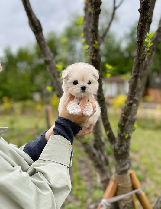 Teacup maltipoo -shasha - I LOVE DOG MAIN