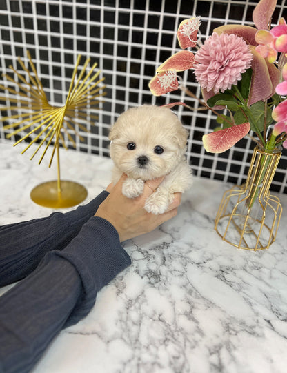 Teacup maltipoo -shasha - I LOVE DOG MAIN