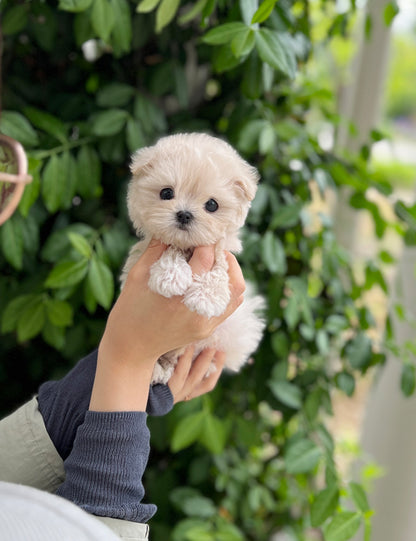 Teacup maltipoo -shasha - I LOVE DOG MAIN