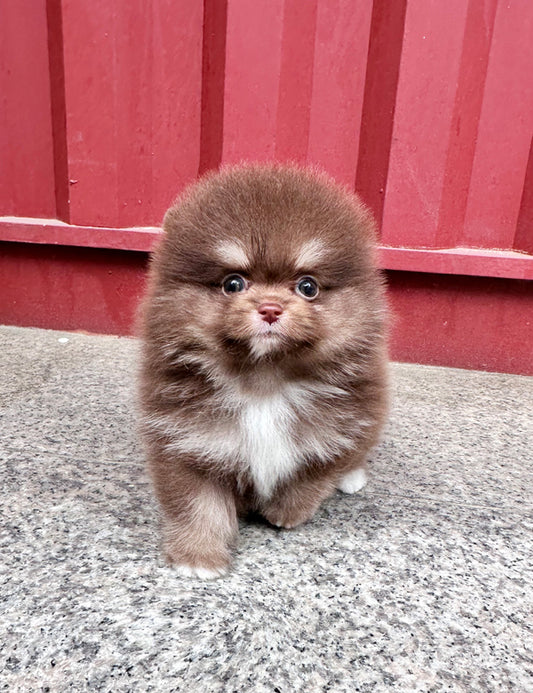 Teacup Pomeranian- Rai