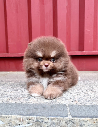 Teacup Pomeranian- Rai