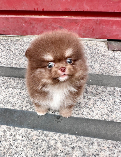 Teacup Pomeranian- Rai