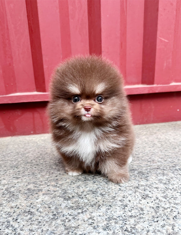 Teacup Pomeranian- Rai