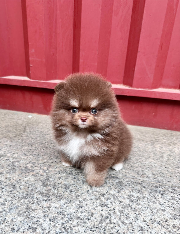 Teacup Pomeranian- Rai