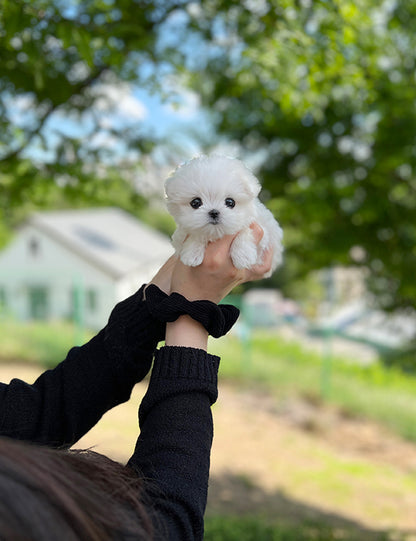 Teacup Maltese- Jeti - I LOVE DOG MAIN