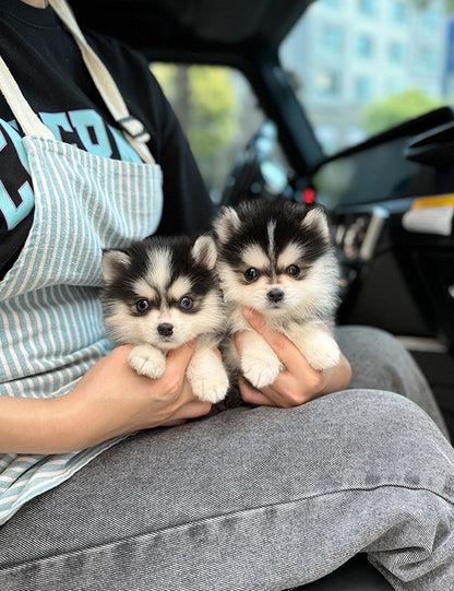 Teacup Pomsky -Taro&Sori