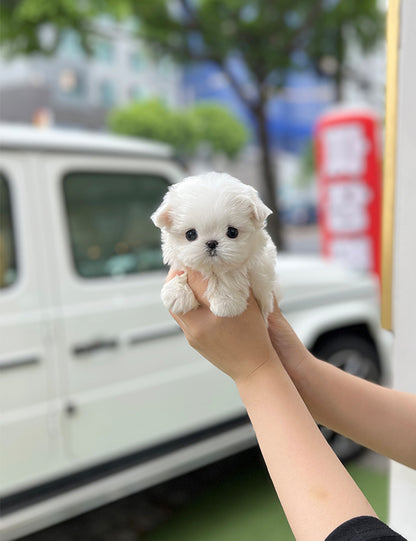 Tea cup Maltese -Cake - I LOVE DOG MAIN