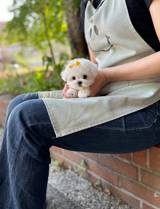 Teacup bichonfrise -Rora