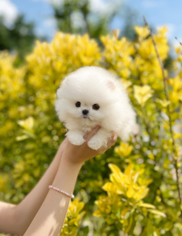 Teacup Pomeranian - Raki - I LOVE DOG MAIN