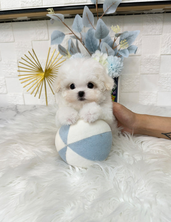 Teacup Bichonfrise -Chico