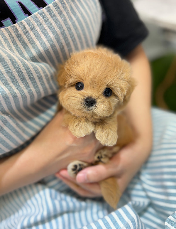 Teacup Maltipoo- Cream