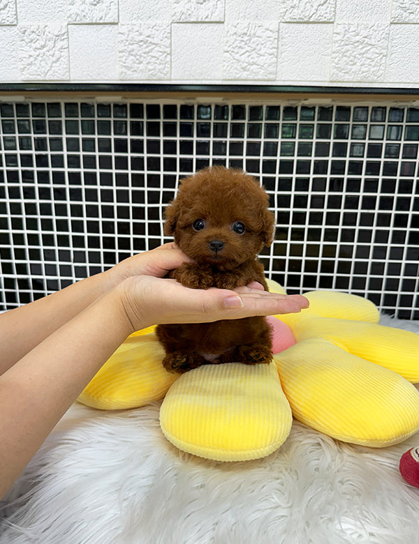 Teacup Redpoodle- Luti