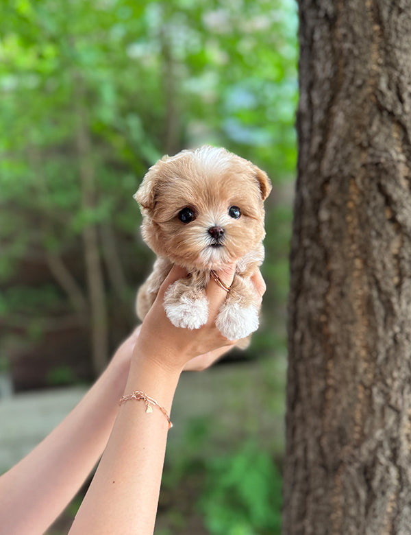 Mini Maltipoo Maltipoo Puppy Food Teacup Maltipoo- Connie